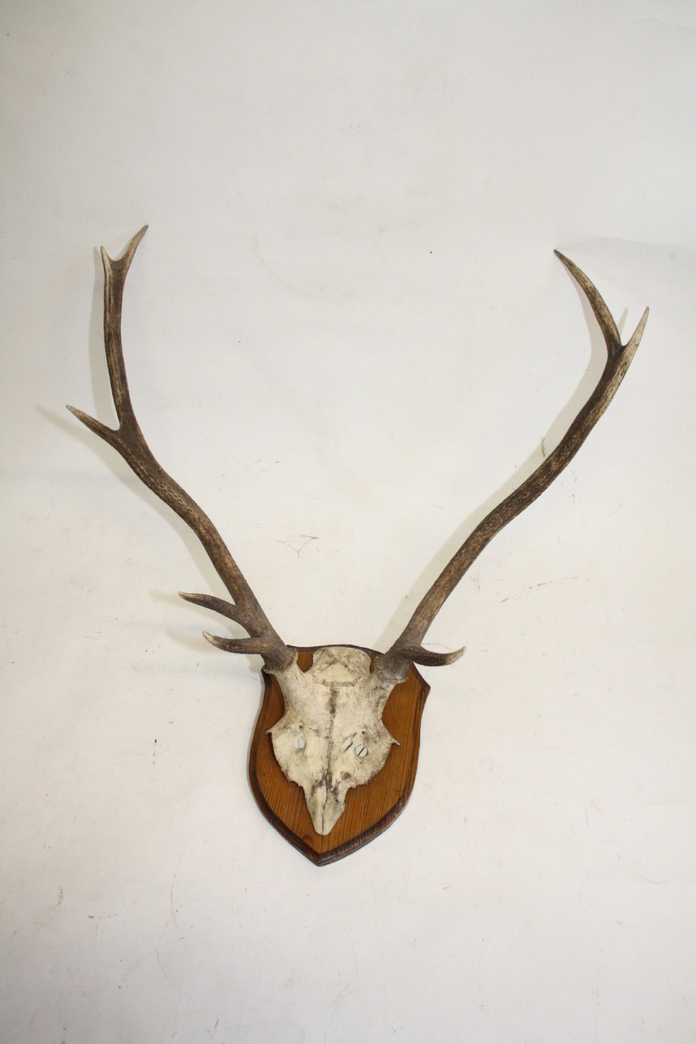 Small pair of antlers