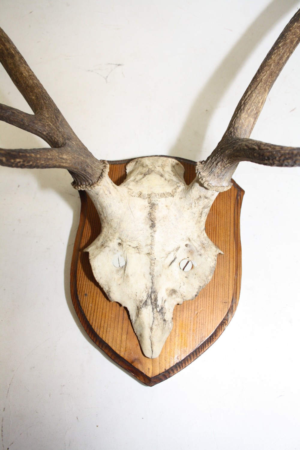 Small pair of antlers View II
