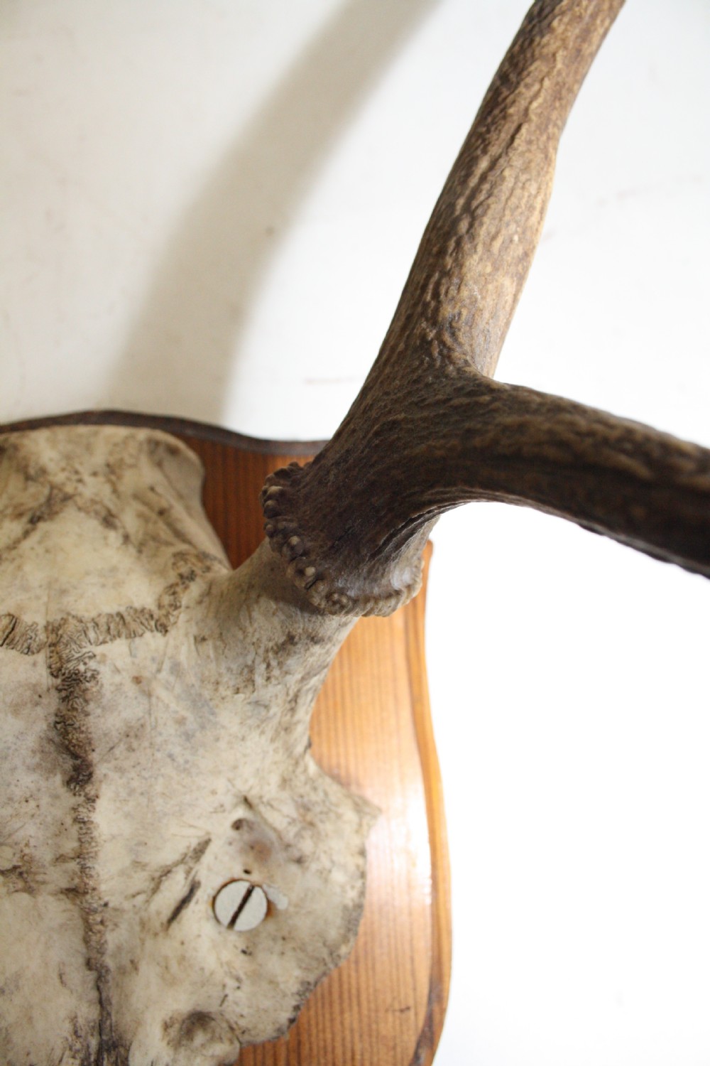 Small pair of antlers View III