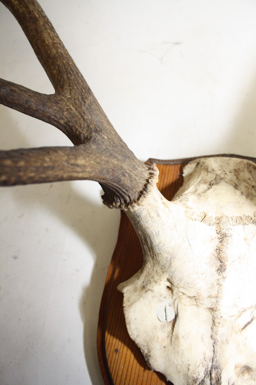Small pair of antlers View IV