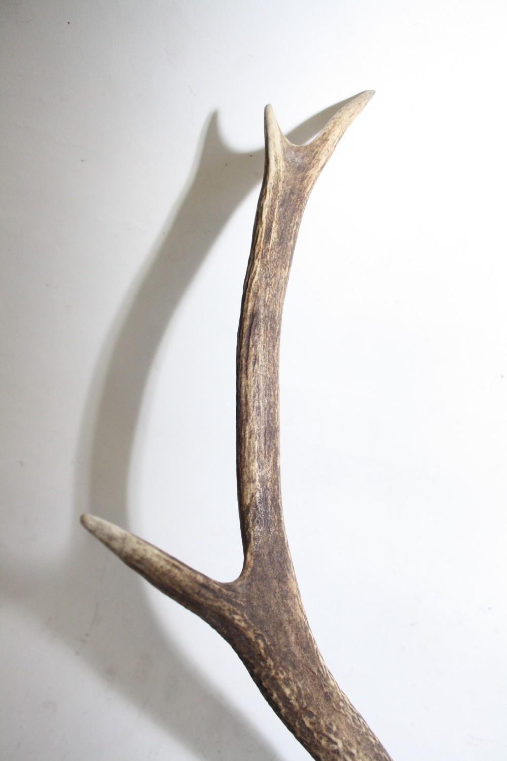 Small pair of antlers View V