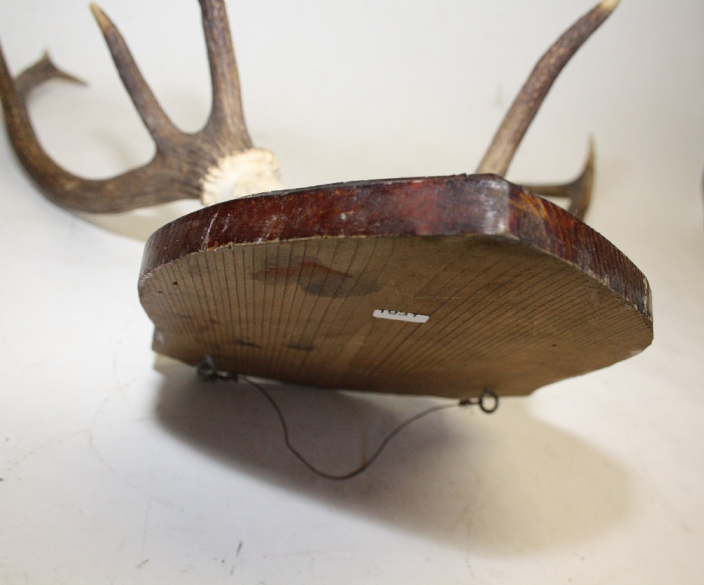 Small pair of antlers View VI