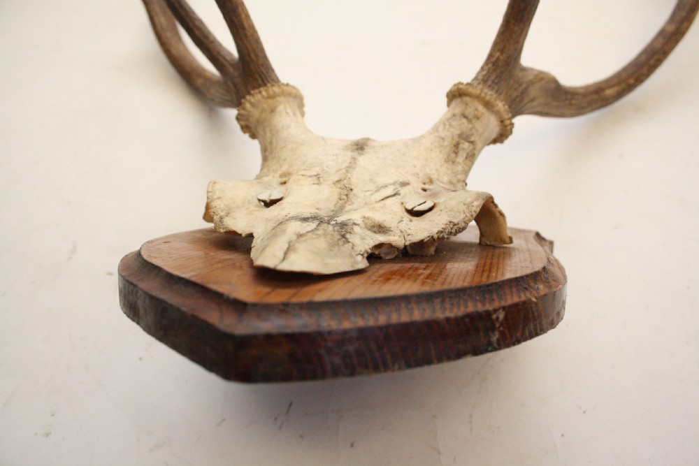 Small pair of antlers View VII