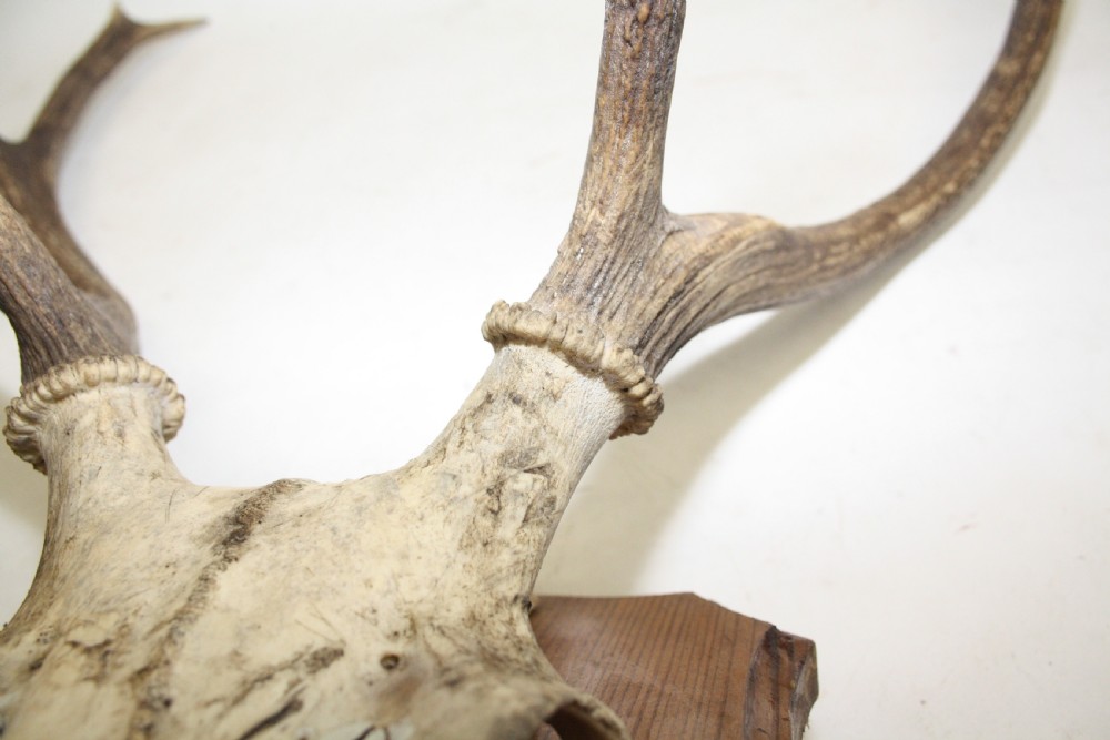 Small pair of antlers View VIII