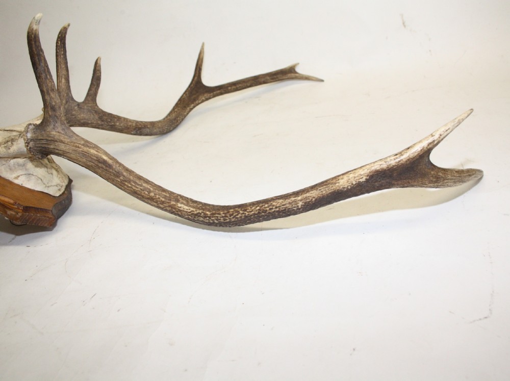 Small pair of antlers View IX