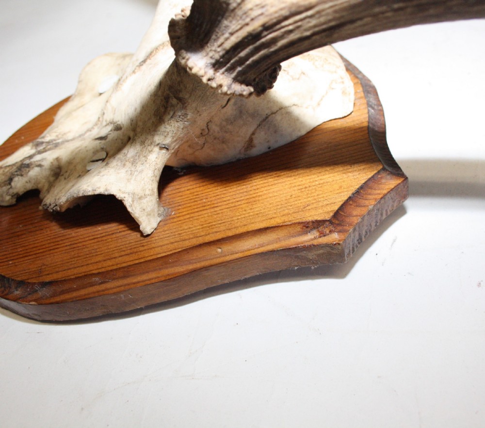 Small pair of antlers View X