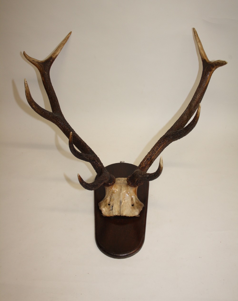 Large pair of antlers C1900