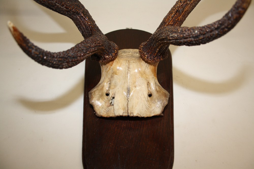 Large pair of antlers C1900 View II