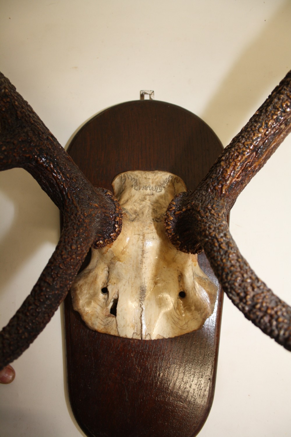 Large pair of antlers C1900 View III