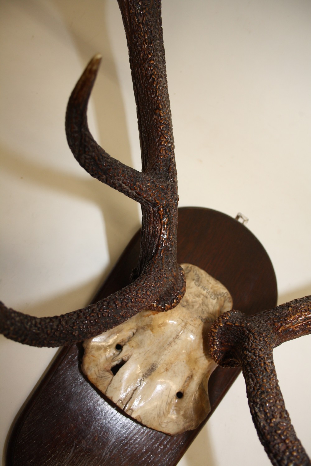 Large pair of antlers C1900 View IV