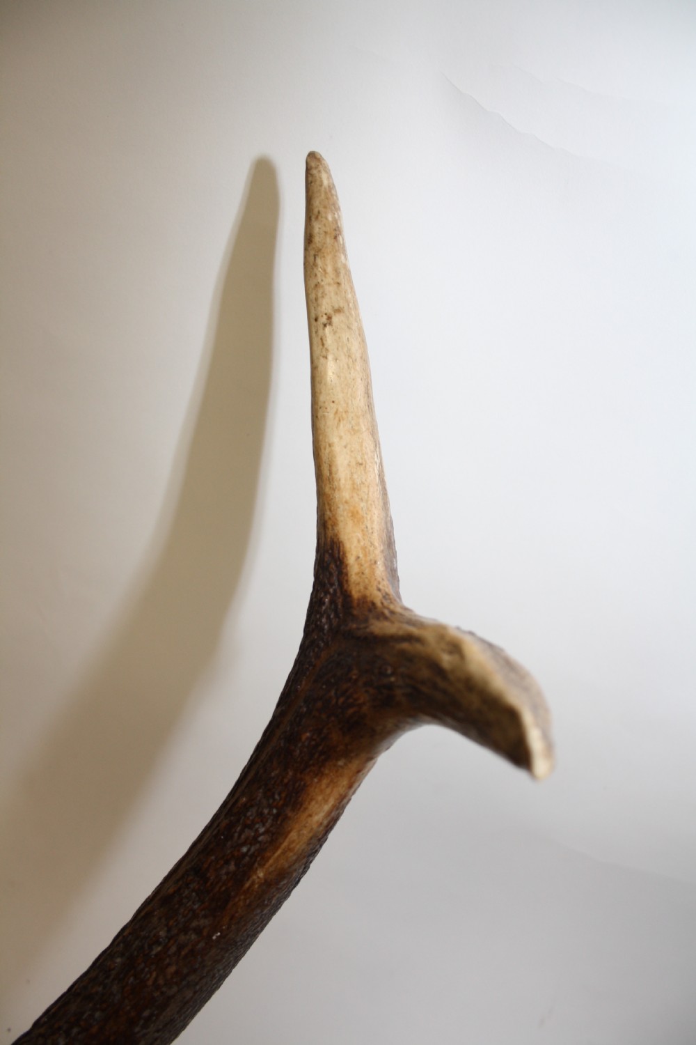 Large pair of antlers C1900 View V