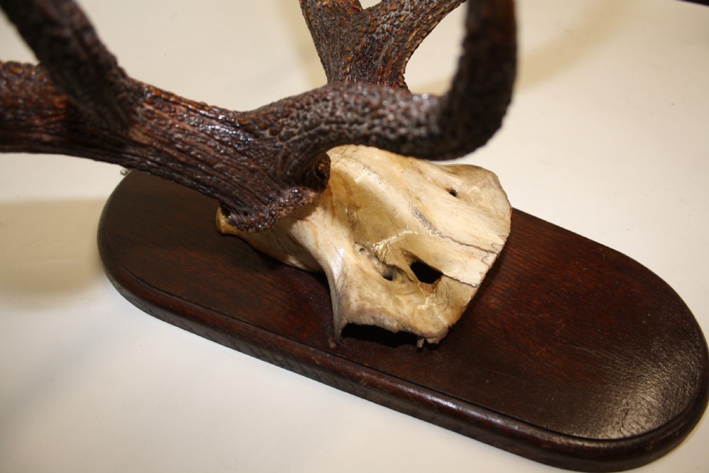 Large pair of antlers C1900 View VIII