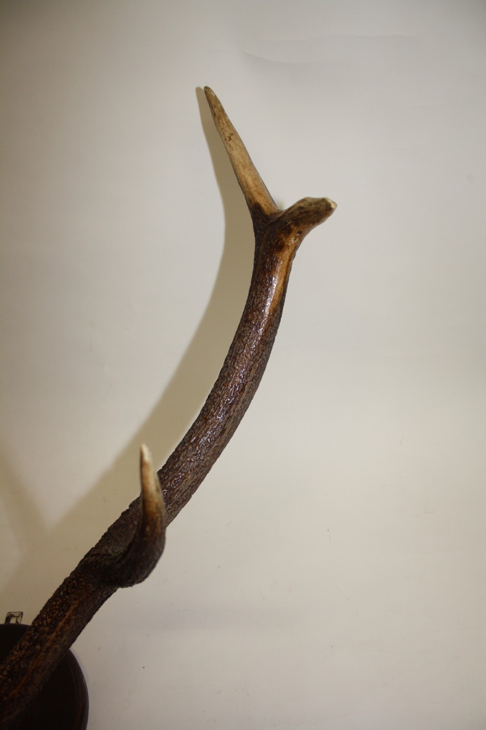 Large pair of antlers C1900 View IX