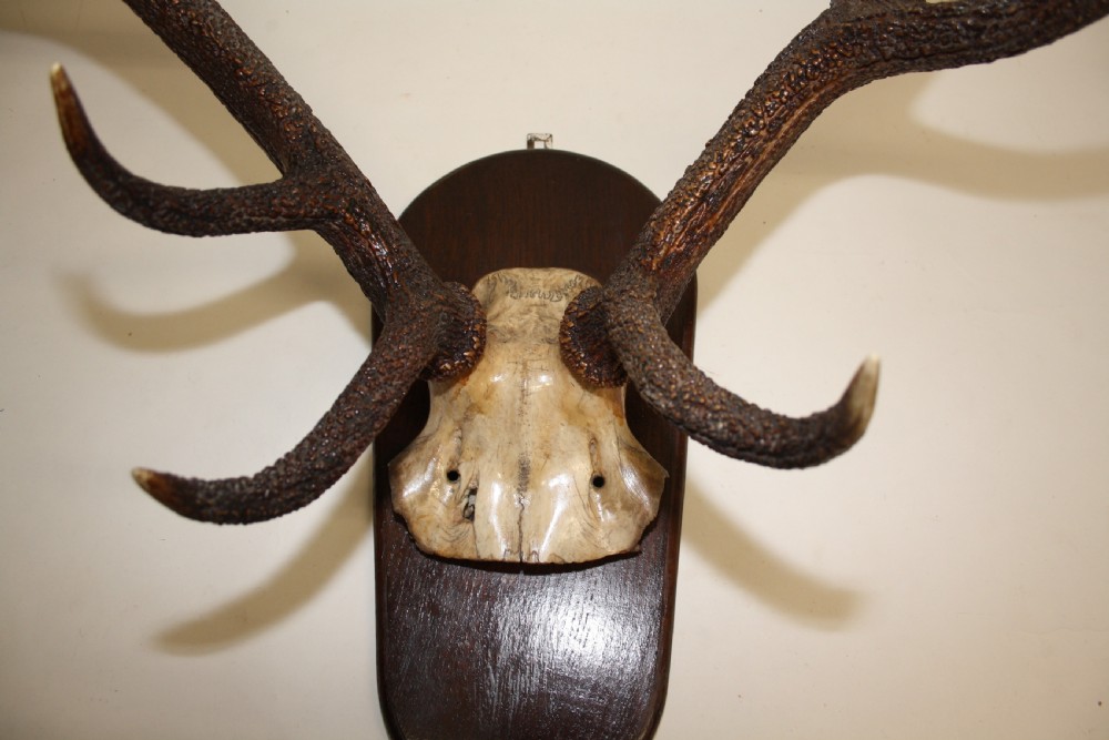 Large pair of antlers C1900 View X
