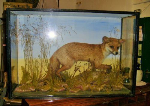 Victorian Cased Stuffed Fox