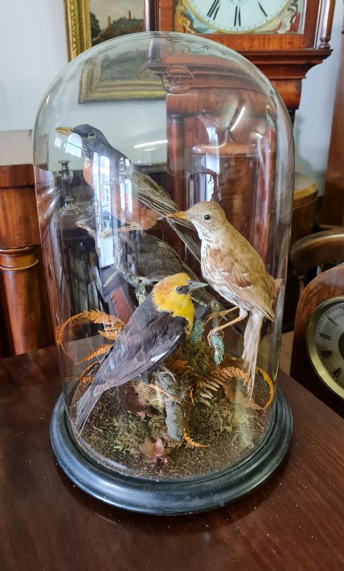 Antique Taxidermy