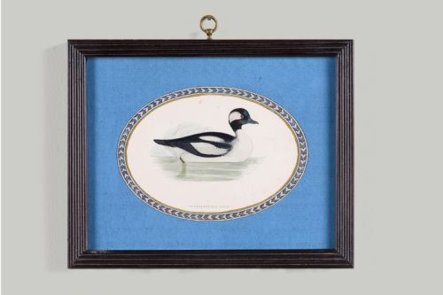 SIX FRAMED BIRD ENGRAVINGS OF DUCKS - ADDITIONAL PHOTO 6