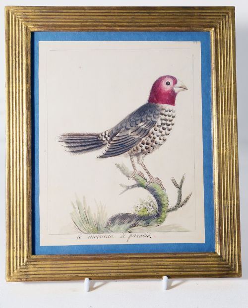 PAIR OF WONDERFUL VIBRANT WATERCOLOURS OF BIRDS C1800 - ADDITIONAL PHOTO 1