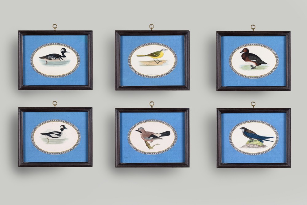 A set of six dark-framed natural history engravings featuring various bird species presented in oval mounts against blue backdrops with brass hanging rings.