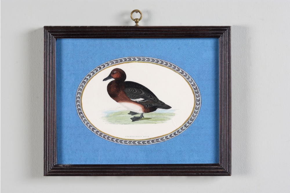 A set of six dark-framed natural history engravings featuring various bird species presented in oval mounts against blue backdrops with brass hanging rings. View III