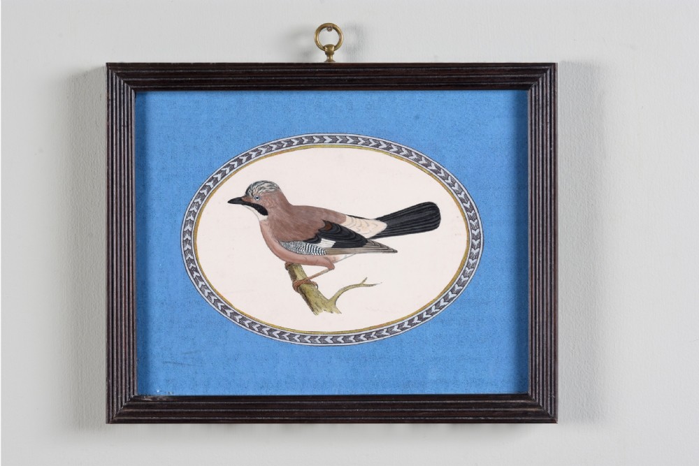 A set of six dark-framed natural history engravings featuring various bird species presented in oval mounts against blue backdrops with brass hanging rings. View IV