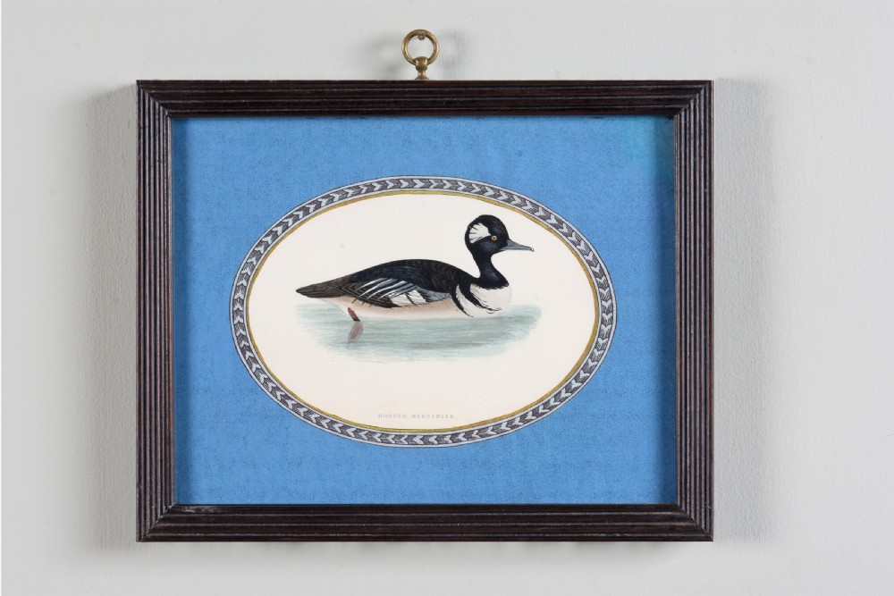 A set of six dark-framed natural history engravings featuring various bird species presented in oval mounts against blue backdrops with brass hanging rings. View V