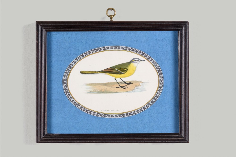 A set of six dark-framed natural history engravings featuring various bird species presented in oval mounts against blue backdrops with brass hanging rings. View VI