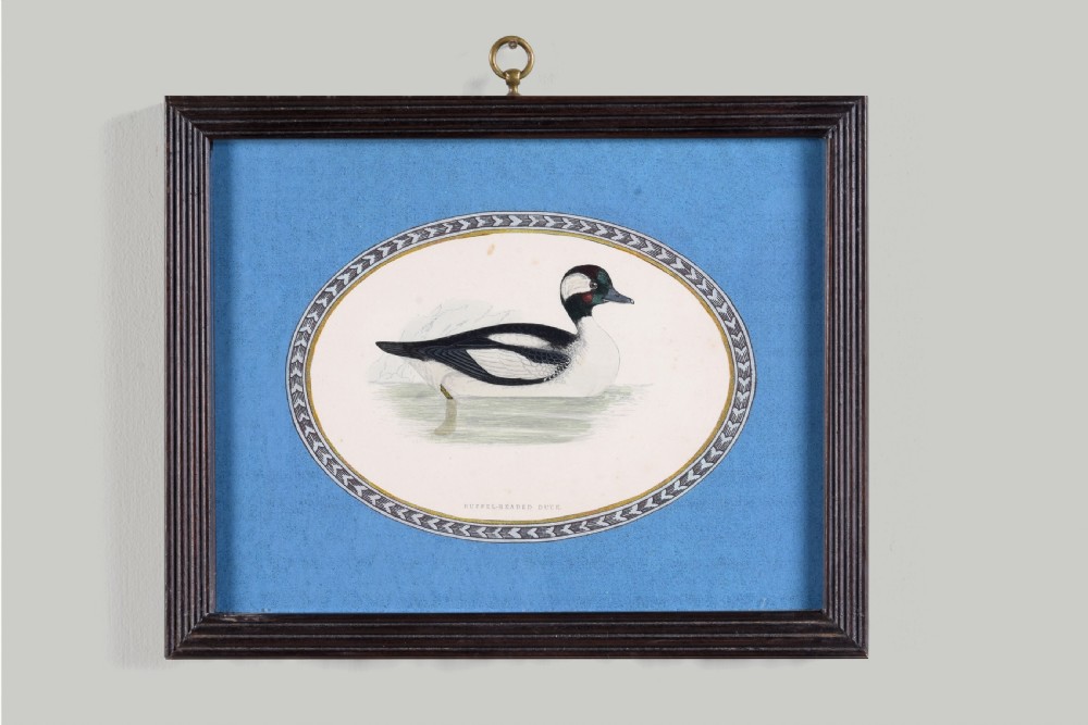 A set of six dark-framed natural history engravings featuring various bird species presented in oval mounts against blue backdrops with brass hanging rings. View VII