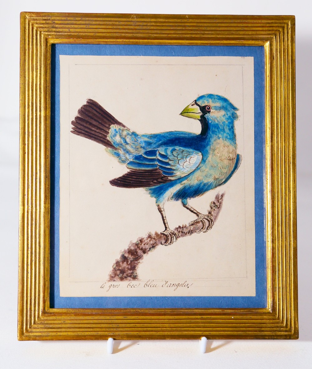A c.1800 framed watercolour painting depicting a blue bird perched on a branch, displayed in a ribbed gold leaf frame.