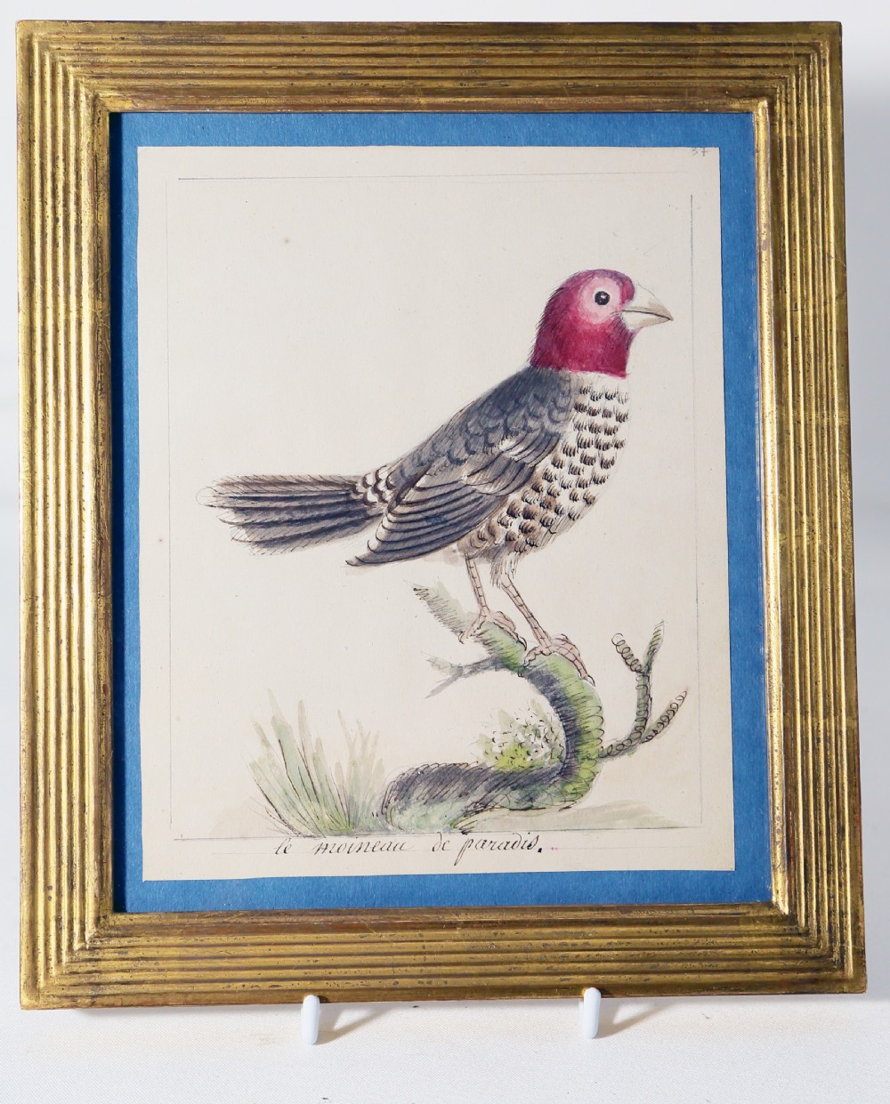 A c.1800 framed watercolour painting depicting a blue bird perched on a branch, displayed in a ribbed gold leaf frame. View II