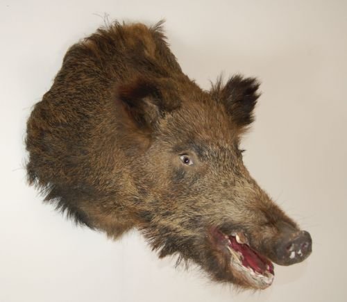 Wild Boars Head Mounted Hunter Trophy Stuffed Taxidermy
