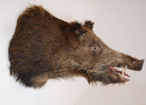 fig 1. Wild Boars Head Mounted Hunter Trophy Stuffed Taxidermy