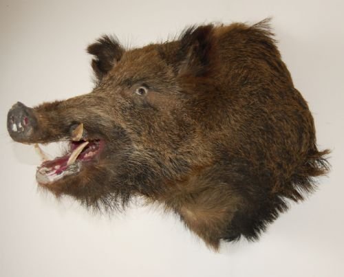 fig 3. Wild Boars Head Mounted Hunter Trophy Stuffed Taxidermy
