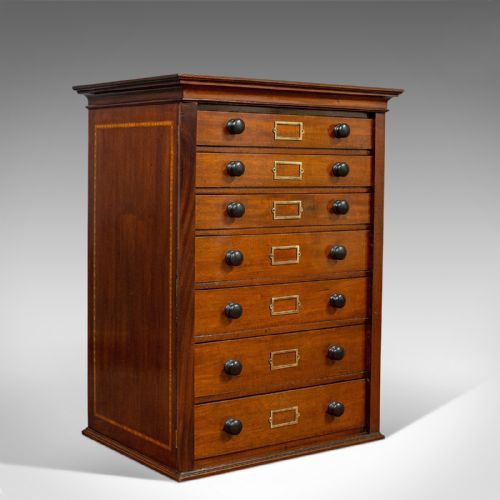 Antique Specimen Cabinet, English, Mahogany, Chest of Drawers, Shop, Edwardian