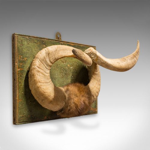 Antique Mounted Ibex Trophy, Continental, Decorative Horn, Wall, Display, 1900

