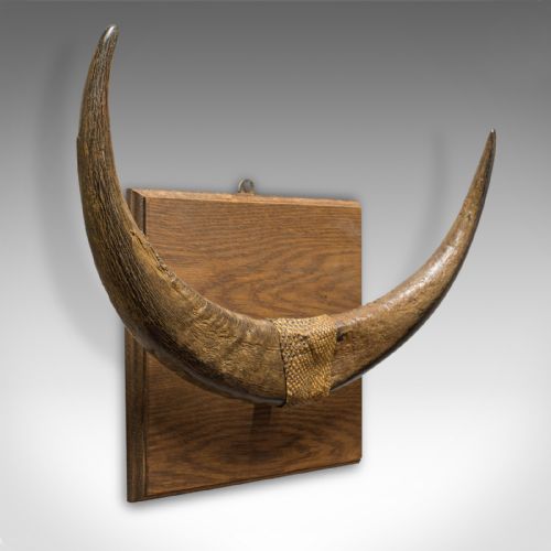 Antique Water Buffalo Mounted Trophy, Continental, Horn, Wall Display, Victorian
