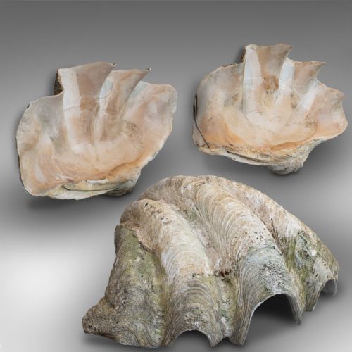 Set of 3, Antique Giant Clam Shells, Pacific, Tridacna Gigas, Display, C.1900
