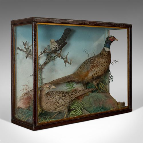 Antique Taxidermy Scene, Birds, Pheasant, Blackbird, Display Case, Victorian