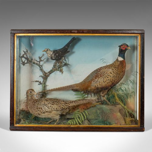 fig 1. Antique Taxidermy Scene, Birds, Pheasant, Blackbird, Display Case, Victorian