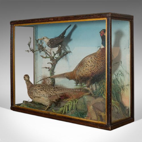 fig 2. Antique Taxidermy Scene, Birds, Pheasant, Blackbird, Display Case, Victorian