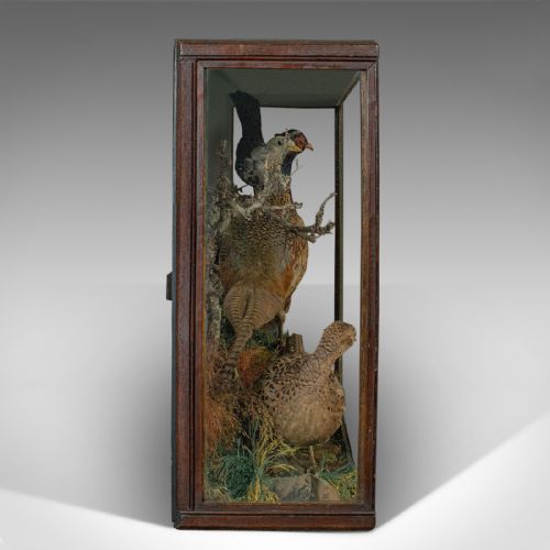 fig 3. Antique Taxidermy Scene, Birds, Pheasant, Blackbird, Display Case, Victorian
