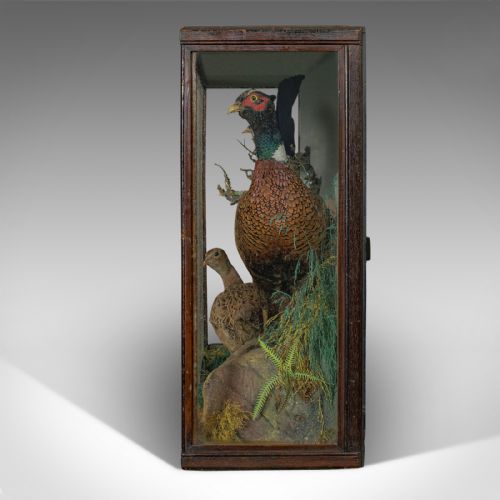 fig 4. Antique Taxidermy Scene, Birds, Pheasant, Blackbird, Display Case, Victorian