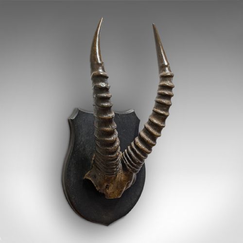 Antique Decorative Mounted Horn, English, Mountain Goat, Mahogany, Victorian