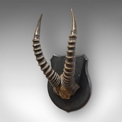 fig 1. Antique Decorative Mounted Horn, English, Mountain Goat, Mahogany, Victorian