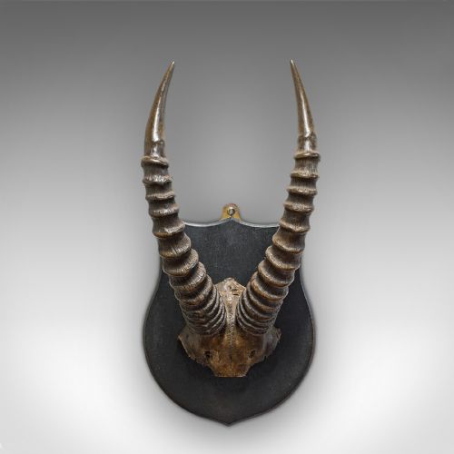 fig 2. Antique Decorative Mounted Horn, English, Mountain Goat, Mahogany, Victorian