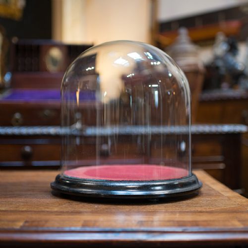 Antique Taxidermy Display Dome, Glass, Showcase, Davis & Co, Bristol, Victorian
