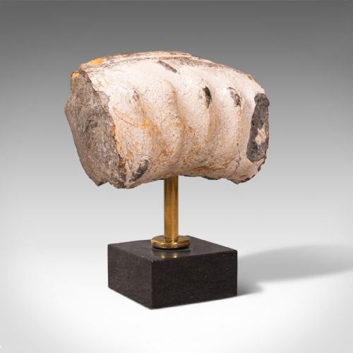 Vintage Display Fossil, English, Geological Study, Ornament, Desktop Paperweight