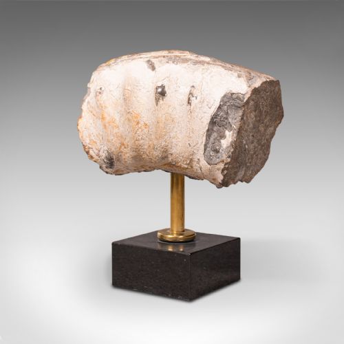 fig 2. Vintage Display Fossil, English, Geological Study, Ornament, Desktop Paperweight