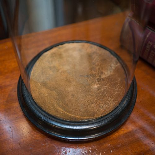 fig 3. Antique Taxidermy Showcase, English, Glass, Leather, Display Dome, 19th Century