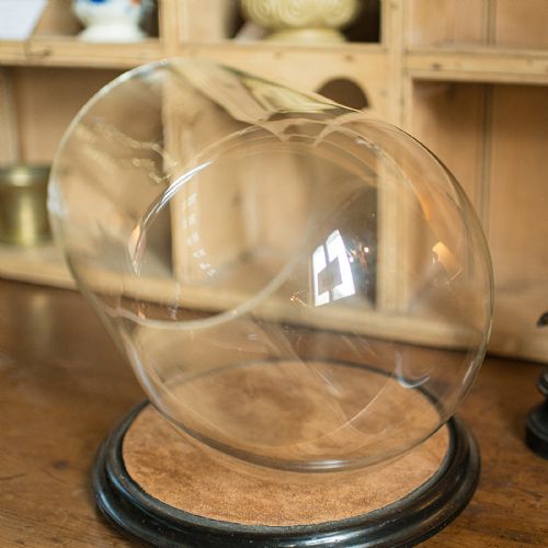 LARGE ANTIQUE TAXIDERMY DOME ENGLISH DISPLAY SHOWCASE LATE VICTORIAN C1880 - ADDITIONAL PHOTO 4